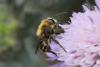 Osmia leaiana
